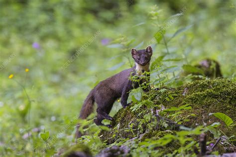 Pine Marten Stock Image C0484261 Science Photo Library