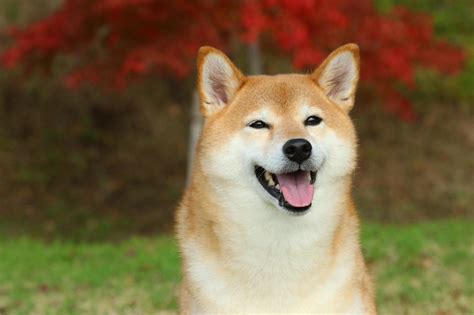 Shiba inu (shib) | binance research. Vind een halsband voor je Shiba - Hond&halsband