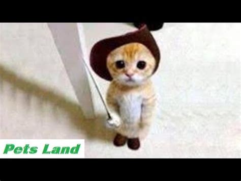 Check spelling or type a new query. Lustige Tiere Lustige Videos Zum Totlachen PetsLand #20 ...
