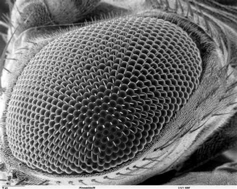 Scanning Electron Microscope Image Of An Eye On A Fruit Fly Avec