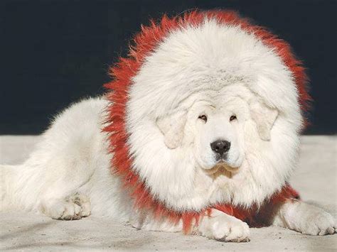 White Tibetan Mastiff Pictures Biggest Dog Breed Looks Like Lion