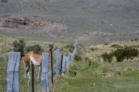 Unnatural Barriers How The Boom In Fences Is Harming Wildlife Yale E360