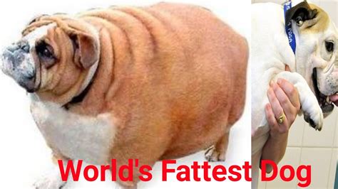 World Fattest Dog Breeds 2021 Most Fattest Dog In The World Shorts