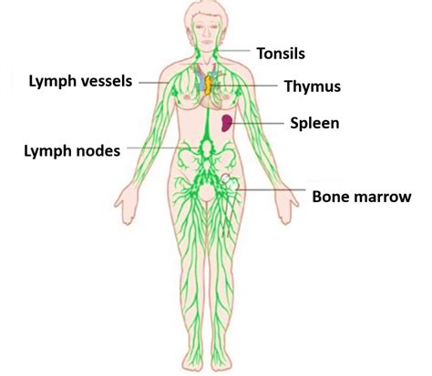 Lymphatic System Components Functions Applied