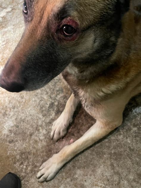 My German Shepherd Has A Red Circle Around His Eye With Blood And