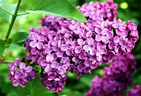 How To Grow Lilac Shrubs Growing Lilacs In Containers Lilac Care