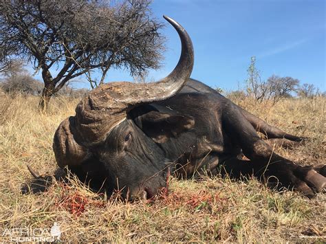 Buffalo Hunting South Africa