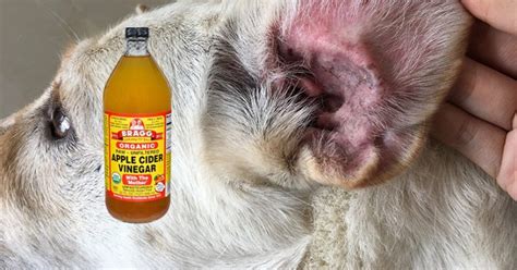 Will Apple Cider Vinegar Hurt My Dogs Ears