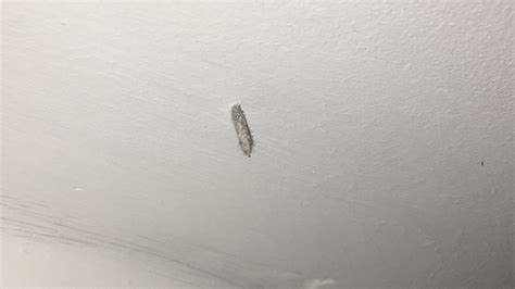 7 Pics Moth Fly Larvae On Ceiling And Review Alqu Blog