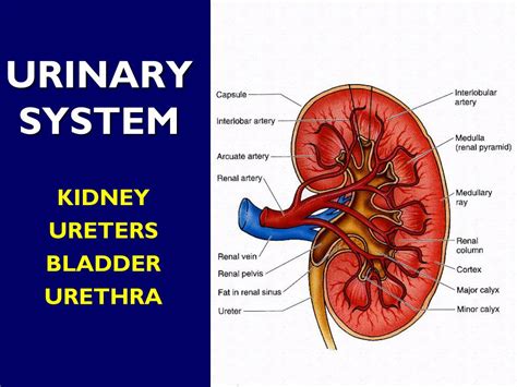 Ppt Urinary System Powerpoint Presentation Free Download Id88194