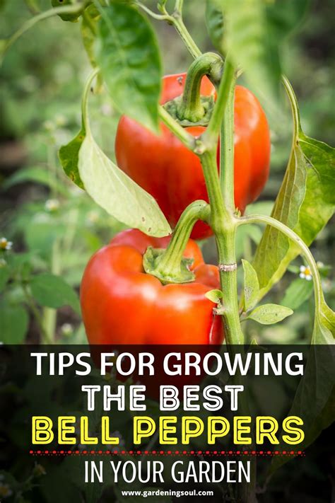 Tips For Growing The Best Bell Peppers In Your Garden