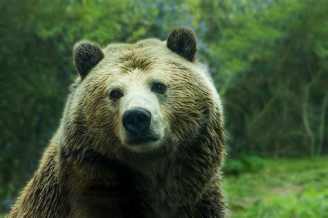 무료 이미지 야생 생물 그리즐리 동물원 포유 동물 동물 상 갈색 곰 척골가 있는 회색 곰 카니발란 개 품종