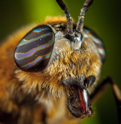 Free Images Megachilidae Macro Photography Honeybee Invertebrate Membrane Winged Insect