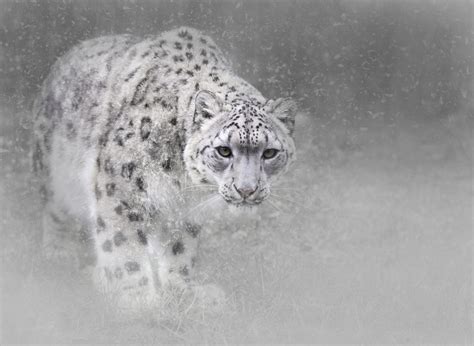 Snow Leopard Hd Wallpaper Background Image 2048x1497 Id784070