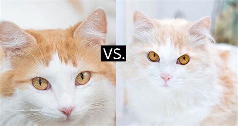 Turkish Van Vs Turkish Angora Which One Is For You