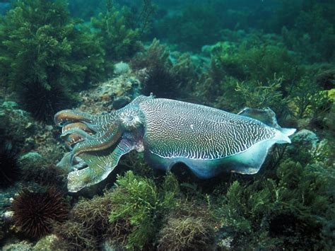 Stoney point trail of terror. Cuttlefish Dive Experience - Whyalla - Eyre Peninsula ...