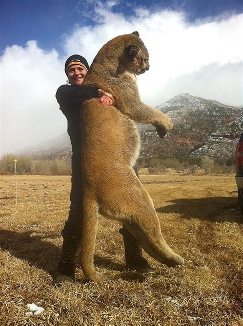 How many mountain lions live in colorado? To Catch a Cougar: A Bowhunter's Search for a Colorado ...