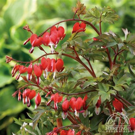 Plant Profile For Dicentra Spectabilis Valentine Old Fashioned