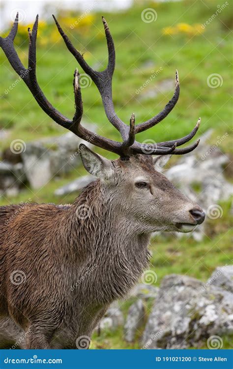 Red Deer Stag Scottish Highlands Stock Photo Image Of Animal Wild