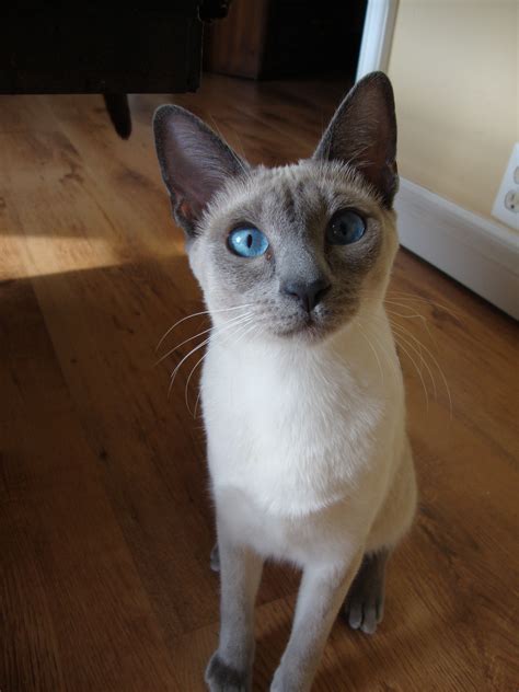 Blue Point Siamese Cat
