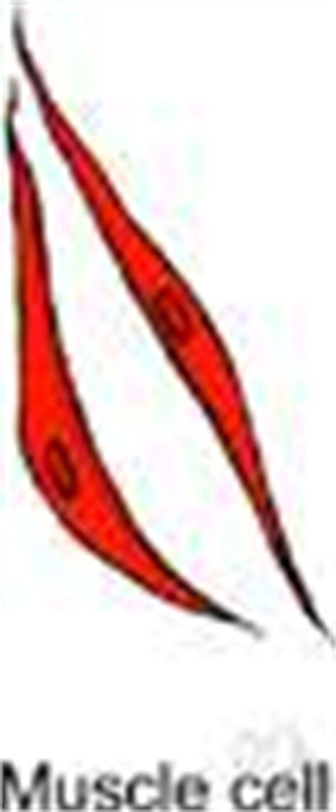 When viewed under the microscope. Muscle cell - definition of muscle cell by The Free Dictionary
