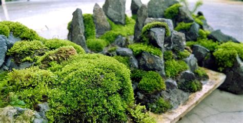 Grow Your Own Moss Garden How To Get Mosses In The