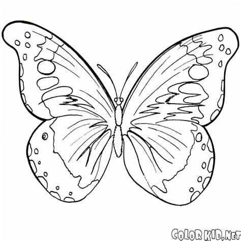 Disegni Da Colorare Farfalla E Lestate Per Quanto Riguarda Farfalle