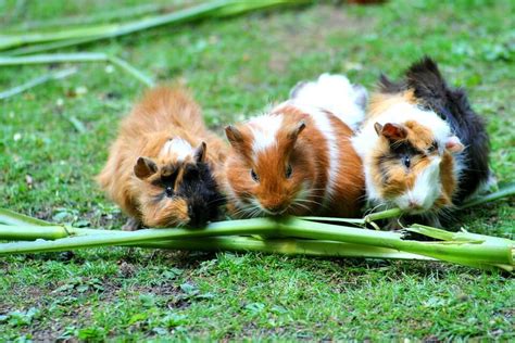Are Guinea Pigs Social Pet Love That