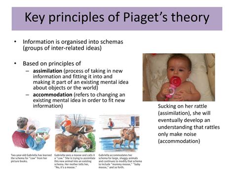 Ppt Piagets 4 Stage Theory On Cognitive Development Powerpoint