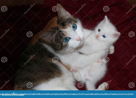 Mom Cat Hugs A Little Kitten Care And Love In Nature Stock Image