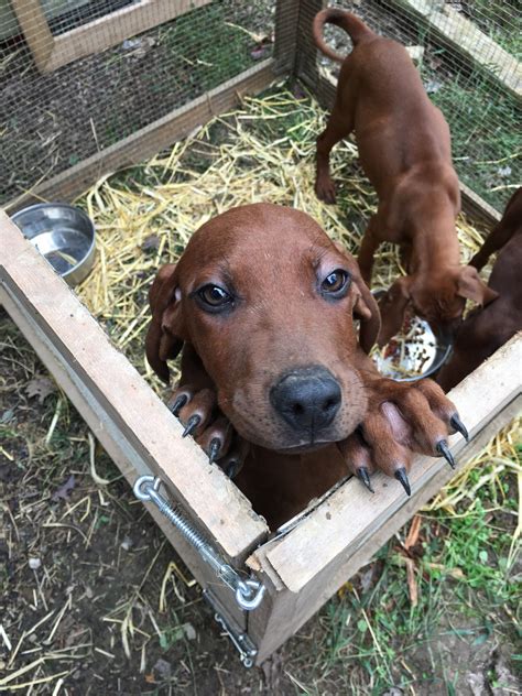 Find redbone coonhounds for sale on oodle classifieds. Redbone Coonhound Puppies For Sale | Hot Springs, NC #284785