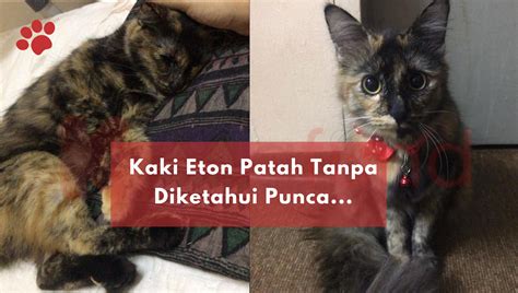 Gout akan berlaku apabila kaki menjadi bengkak panas dan terasa sakit sehingga menyebabkan pesakit tidak mampu. Cara Merawat Kaki Kucing Yang Terseliuh - Modern