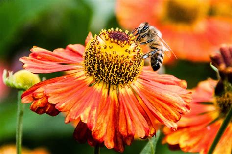 Nectar is every seed sawn on our fields where we pick the most succulent flavors and send them to your home. The science of nectar - University of Bristol Botanic Garden