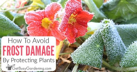 How To Protect Plants From Frost Damage Get Busy Gardening
