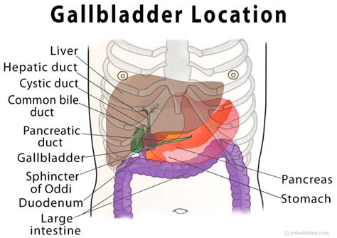 What organ is under right breast bone? Gallbladder Pain Location Diagram, Symptoms, Causes ...