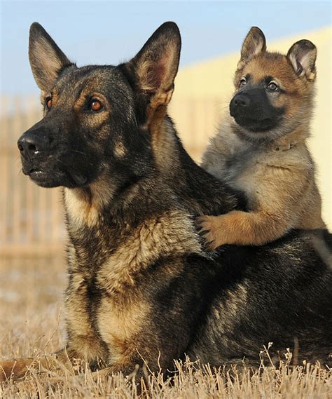 Are German Shepherds Working Dogs