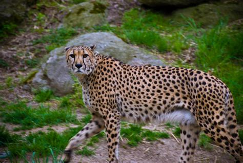 Beautiful African Animals Safaris Cheetah Hunting Speed