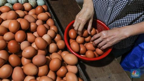 Harga Telur Meledak Di Indonesia Timur Peternak Buka Suara