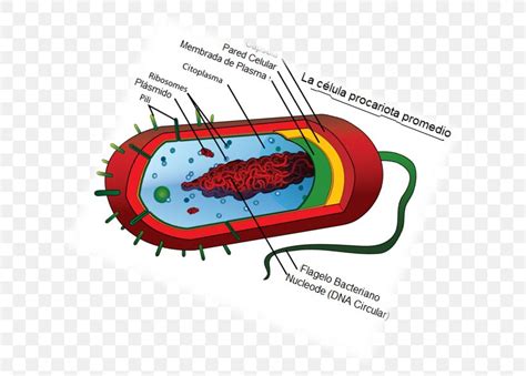 Animal cells do not have these. Prokaryote Cell Theory Biology Cell Type, PNG, 653x588px ...