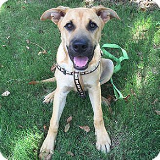What are great danes really like? Garner, NC - Great Dane/German Shepherd Dog Mix. Meet Duke ...