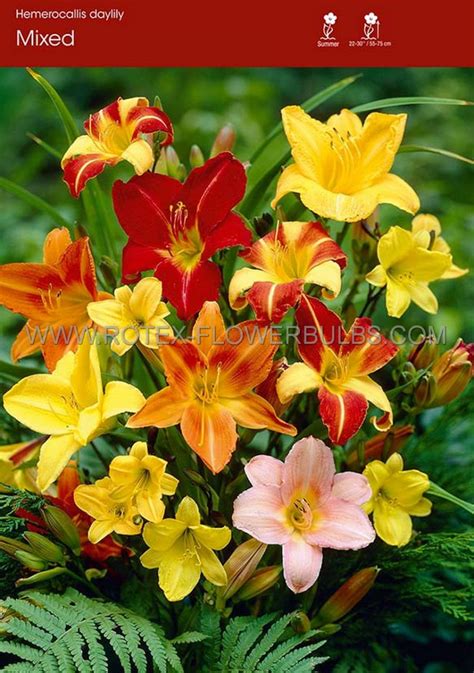 Hemerocallis Daylily ‘mix‘ I 25 Popen Top Box Rotex Flowerbulbs Bv