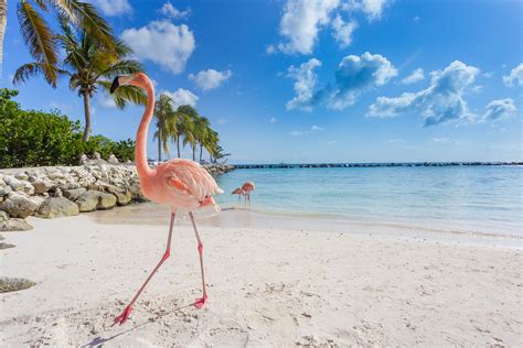 10 Best Beaches In Aruba To Visit Royal Caribbean Cruises