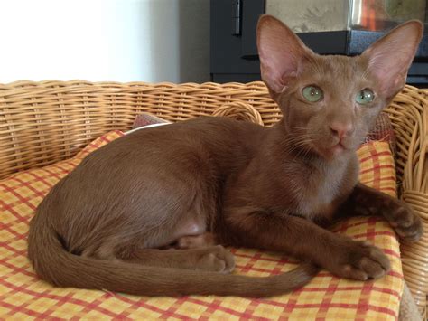 Oriental Cinnamon And Fawn Cat Breed — Everything About Cats