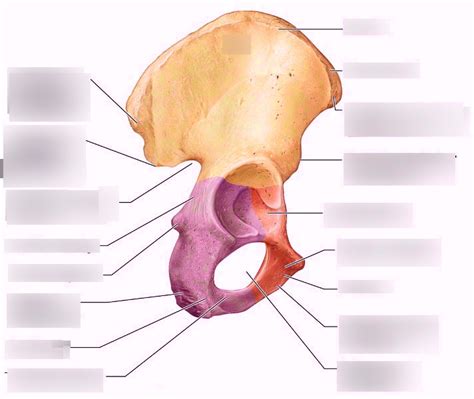A P Bone Test Pelvic Girdle And Lower Limb Diagram Quizlet