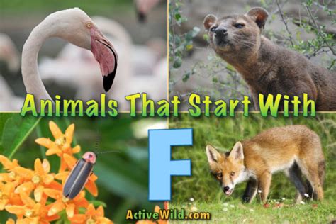 These categories can be of great help to those who want to improve their vocabulary and learn about new. Animals That Start With F: List Of Amazing Animals ...