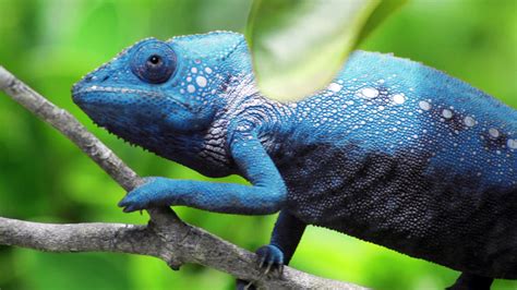 The Meaning And Symbolism Of The Word Chameleon
