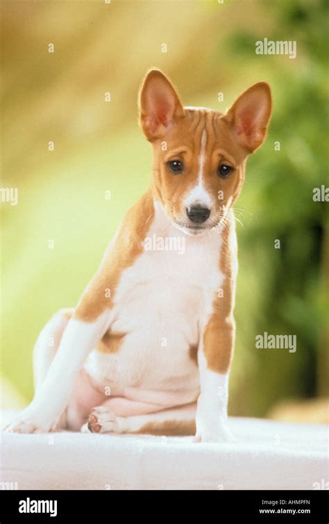 Basenji Dog Puppy Sitting Stock Photo Alamy
