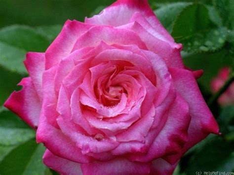 Keep the kordes perfecta cutting in the pot and under the soda bottle for a week or two before planting it out. 'Kordes' Perfecta'