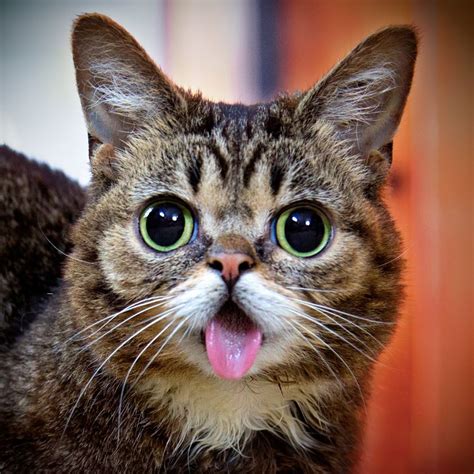 Internet Cat Celebrity Lil Bub Raises Big Bucks For Animals