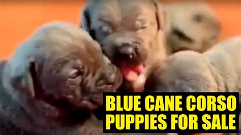 Italian cane corso mastiff puppy ( 意大利卡斯罗 獒犬 ) ( imported lineage ) father import from serbia mother import from turkey big bone n nice structure valuable companion,hunting and guard dog 1 male 3 female black color. for sale cane corso puppies blue - YouTube